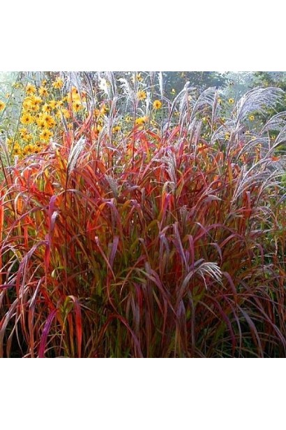 Miscanthus ‘Dronning Ingrid’ – ефектна структура в осінньому саду